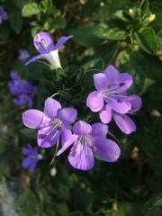 Barleria obtusa