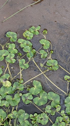 Image of Ranunculus hederaceus by (c) Owen and Carol Fawcett., some rights reserved (CC BY)