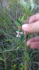 Solanum guineense