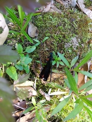 Calopteryx maculata image