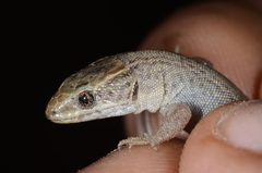 Xantusia vigilis