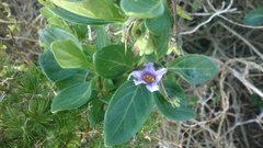 Solanum guineense