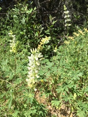 Lupinus microcarpus