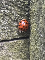 Harmonia axyridis