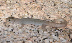 Xantusia vigilis