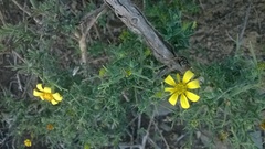 Osteospermum spinosum