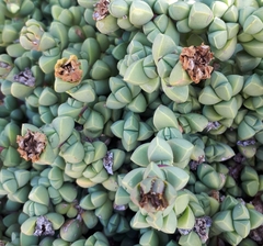 Corpuscularia lehmannii