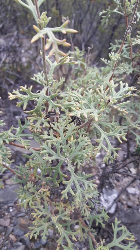 Junellia crithmifolia