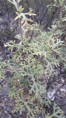 Junellia crithmifolia