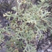 Junellia crithmifolia - Photo (c) Benjamin Bender, algunos derechos reservados (CC BY-NC), subido por Benjamin Bender