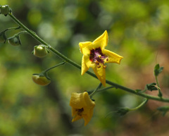Verbascum berytheum