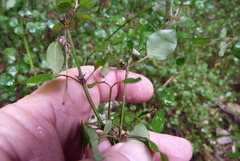 Teucrium parvifolium