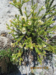 Diosma oppositifolia