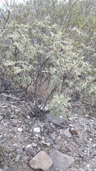 Junellia crithmifolia