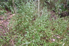 Teucrium parvifolium