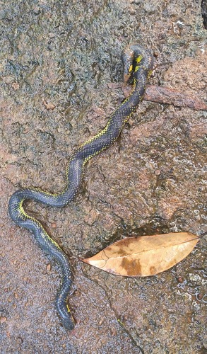 Boulenger's Earth Snake