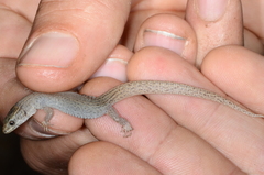 Xantusia vigilis