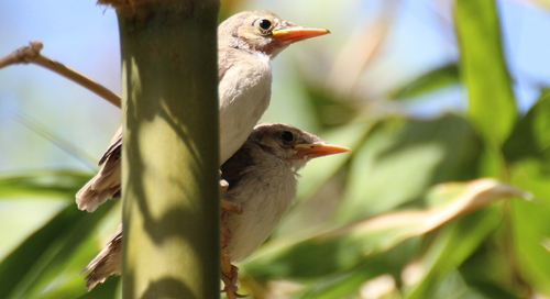 Western Olivaceous Warbler, باب تاغزوت, مراكش ـ تانسيفت ـ الحوز, المغرب, photo 8 of 10