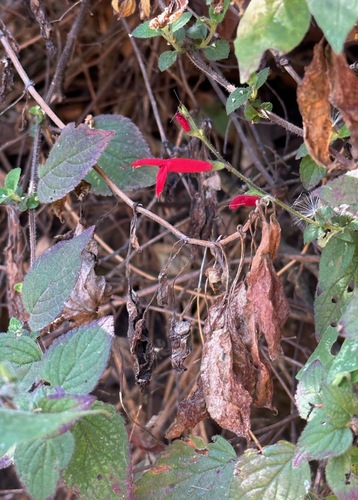 Salvia elegans