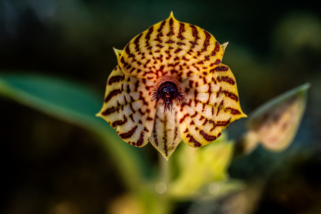 Telipogon puruantensis