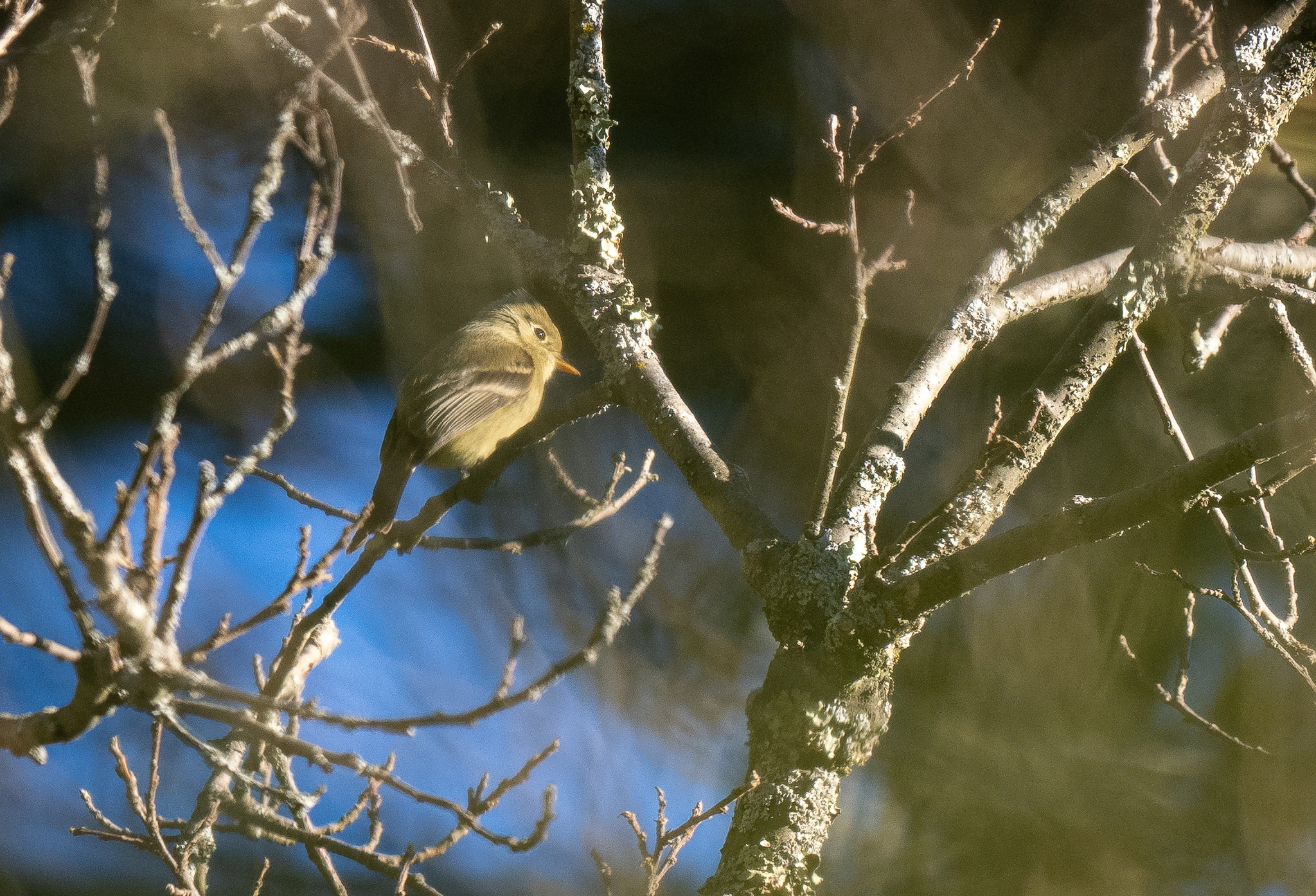 Pine Flycatcher (Empidonax affinis), photo 1