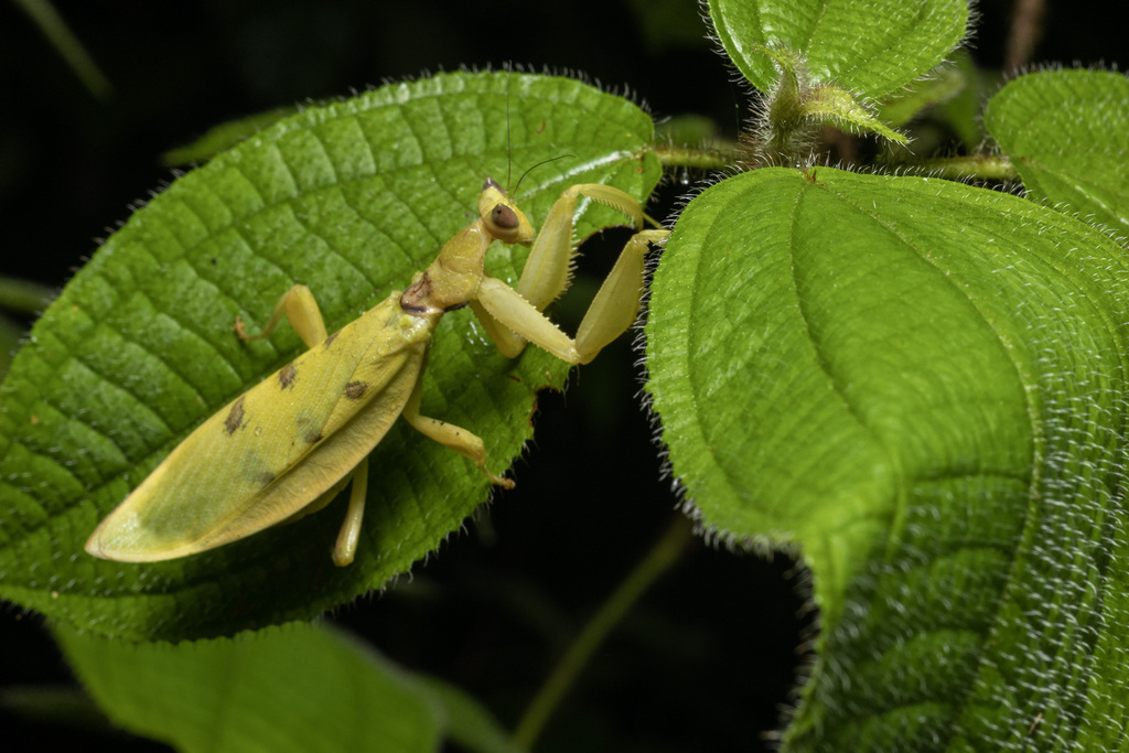 Yellow Orchid Mantis