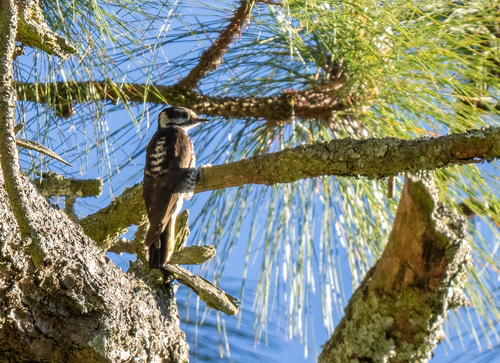 Strickland's Woodpecker (Leuconotopicus stricklandi), photo 3