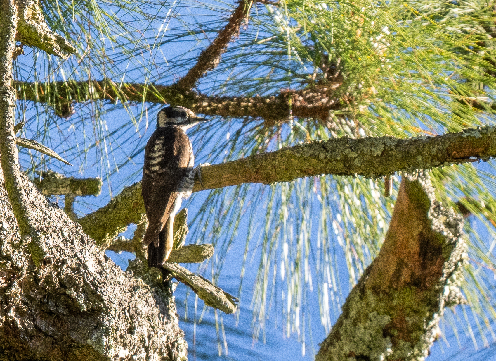 Strickland's Woodpecker (Leuconotopicus stricklandi), photo 1