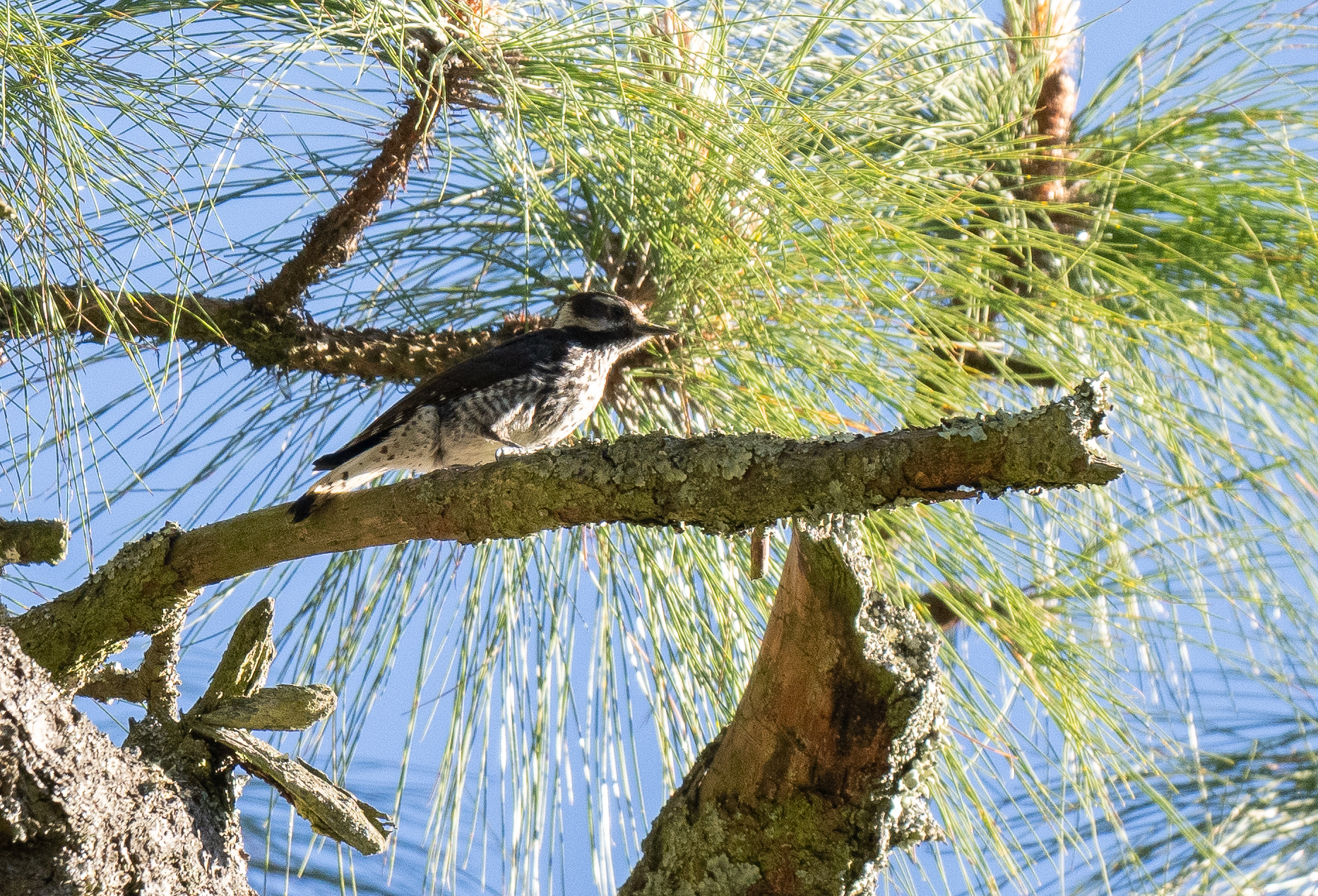 Strickland's Woodpecker (Leuconotopicus stricklandi), photo 2