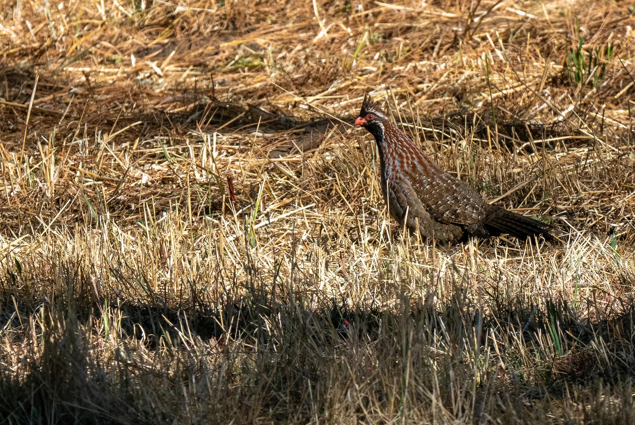 Long-tailed Wood Partridge (Dendrortyx macroura), photo 3