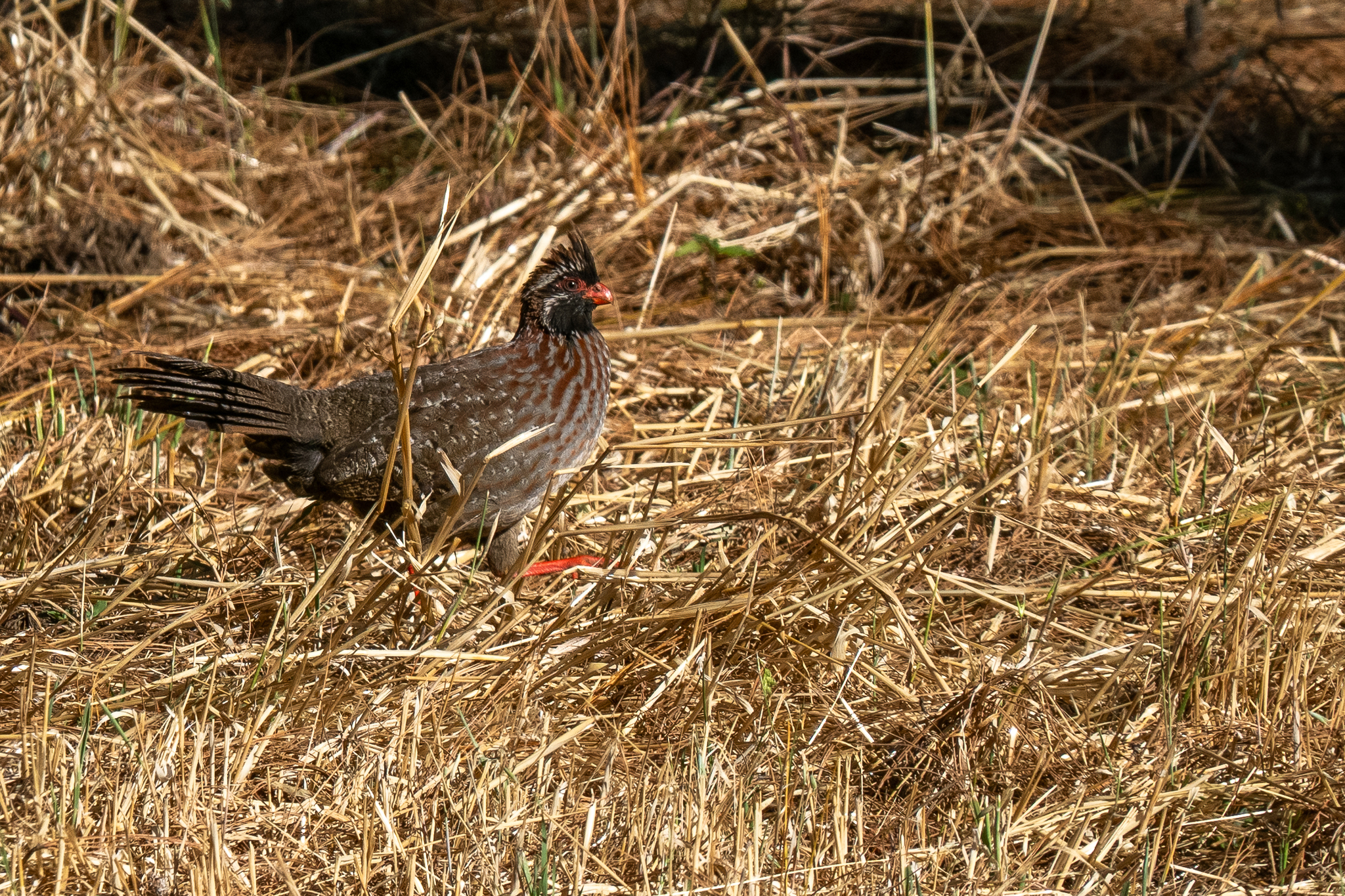 Long-tailed Wood Partridge (Dendrortyx macroura), photo 5