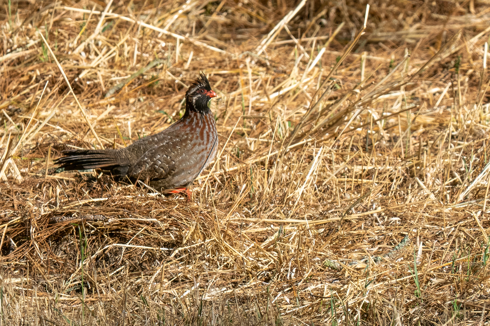 Long-tailed Wood Partridge (Dendrortyx macroura), photo 4