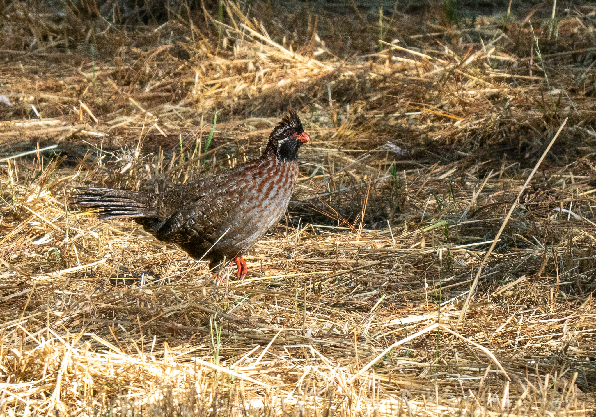 Long-tailed Wood Partridge (Dendrortyx macroura), photo 6