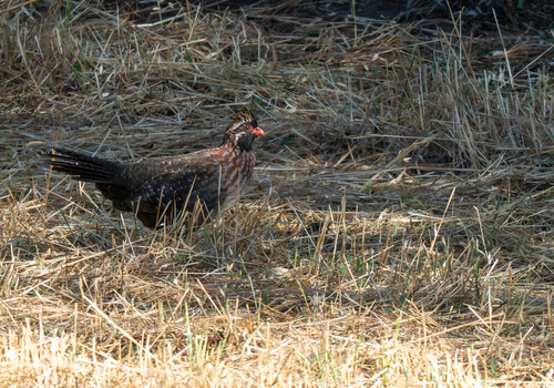 Long-tailed Wood Partridge (Dendrortyx macroura), photo 9
