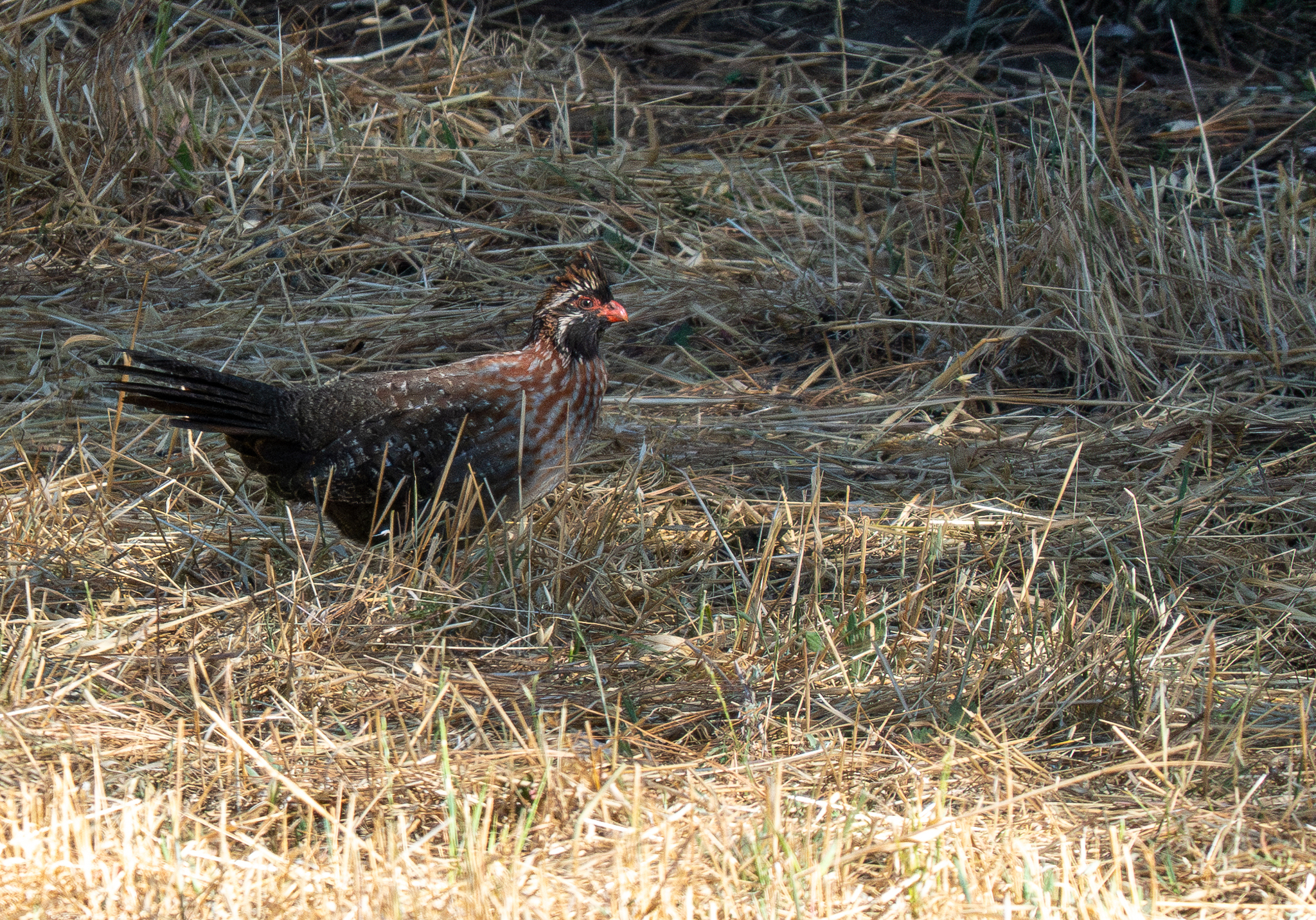 Long-tailed Wood Partridge (Dendrortyx macroura), photo 7