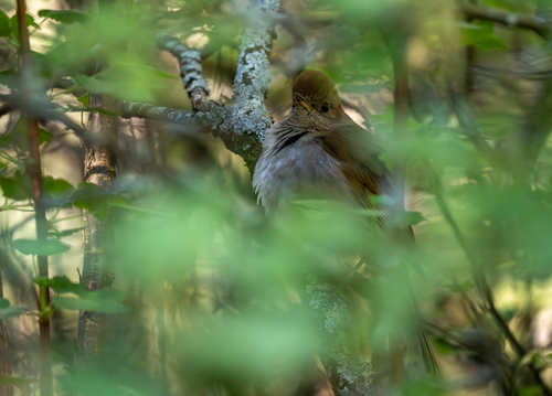 Russet Nightingale-Thrush (Catharus occidentalis), photo 10