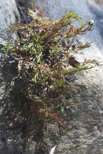 Selaginella stauntoniana