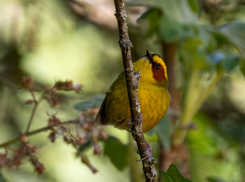 Golden-browed Warbler (Basileuterus belli), photo 6
