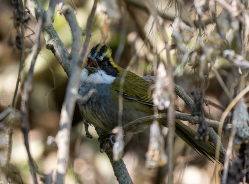 Green-striped Brushfinch (Arremon virenticeps), photo 9