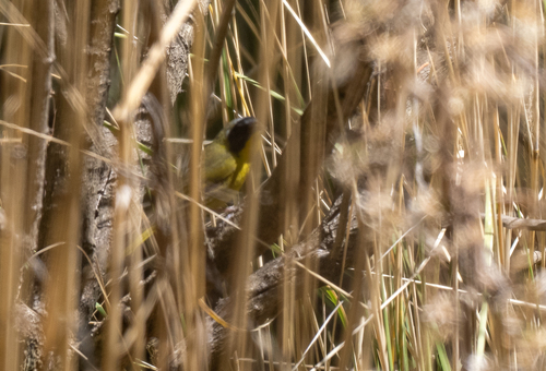 Hooded Yellowthroat (Geothlypis nelsoni), photo 2