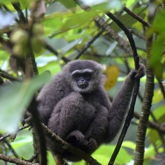 Silvery Javan Gibbon photo 2