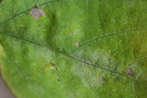 Erysiphe glycines