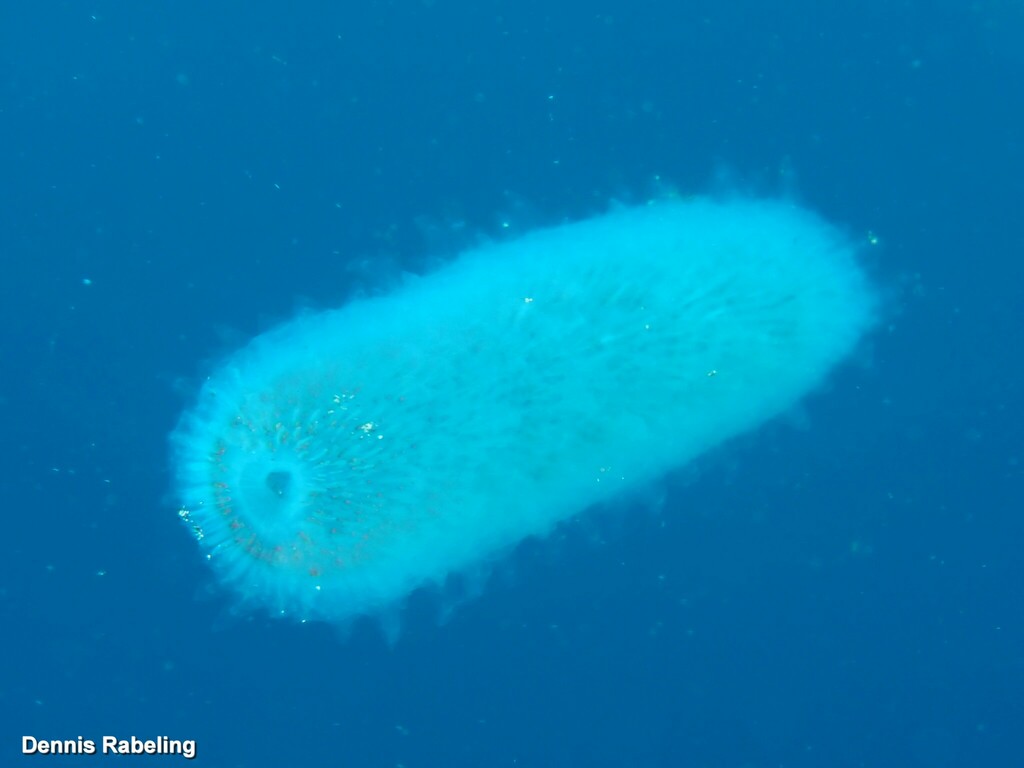 Pyrosoma atlanticum from Las Palmas, ES-CN, ES on April 23, 2024 at 11: ...