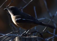 Laniarius ferrugineus