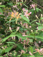 Lonicera × bella