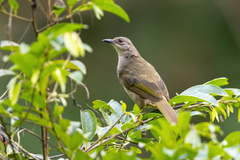 Olive-Winged Bulbul photo 2