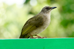 Olive-Winged Bulbul photo 4