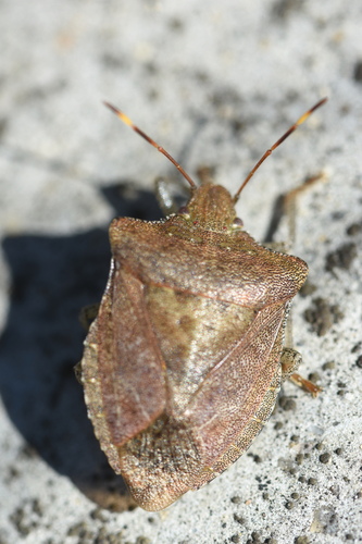 Homalogonia obtusa