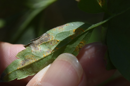 Coleosporium clematidis