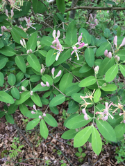 Lonicera × bella